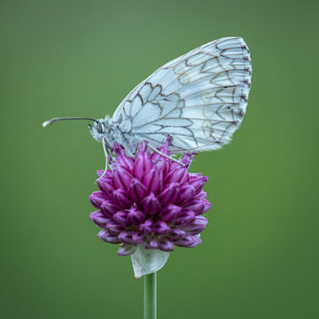 White butterfly on flower