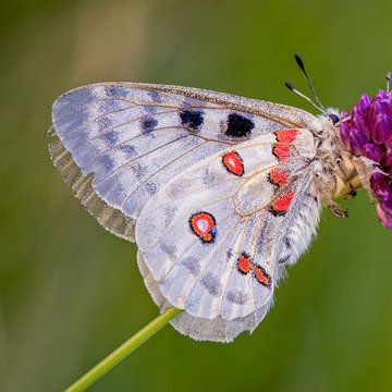 White butterfly