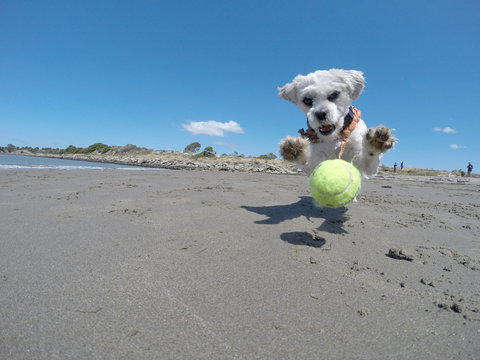 White dog catching tennis ball on shore