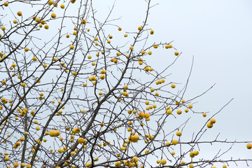 Ripe fruit on the branches of an Apple tree.