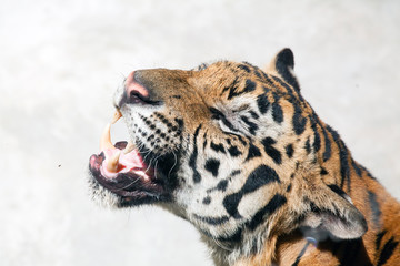 Tiger action on white background.
