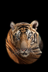 Tiger action on black background.