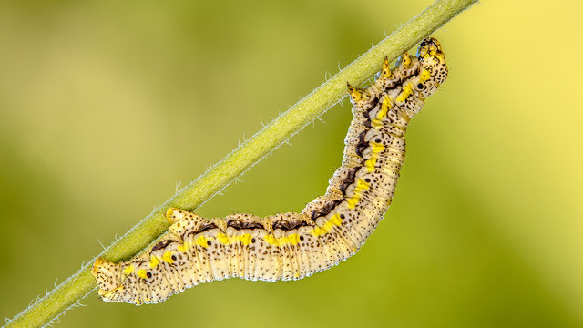 Yellow pinstriped caterpillar