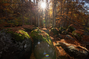 autumn forest with sun