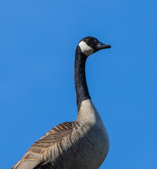 Goose