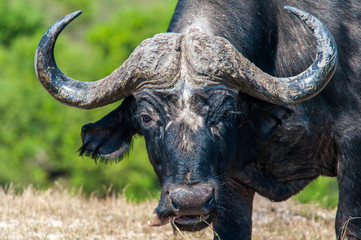 Cape or African Buffalo up close