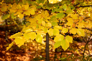 maple leaves in autumn