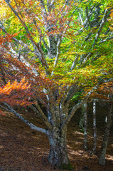 Beech tree beginning to yellow at the beginning of autumn in the Hayedo de Montejo