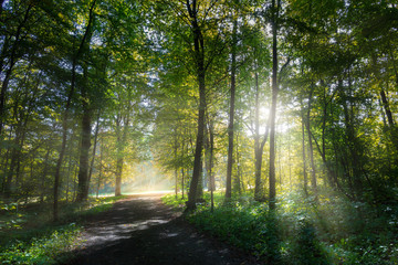 A romantic autumn forest with deciduous trees in the morning. It is a bit foggy and the sun sends its rays through the branches and enlightens the scenery.