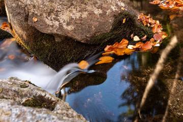 stream in forest
