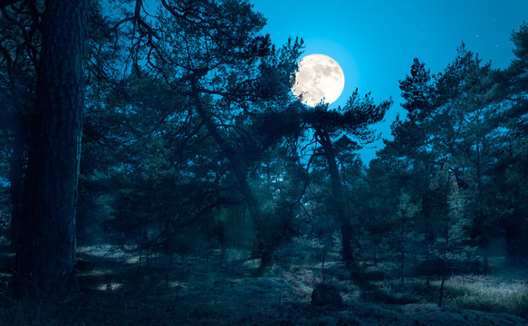 A romantic pine forest in the night. The full moon shines in a beautiful forest in the north of the German Baltic Sea island of Ruegen. Some trees are curved by the wind.