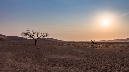 Fototapeta na wymiar isolated trees at the foot of the Namib Naukluft national park dunes