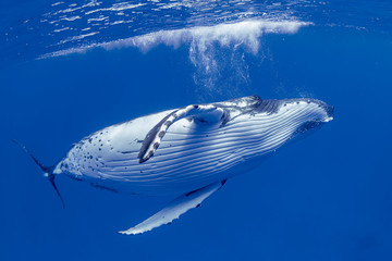 Humpback whale in water © Tony