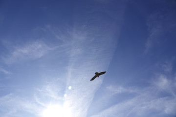a beautiful gypaetus barbatus in the air on a blue sky