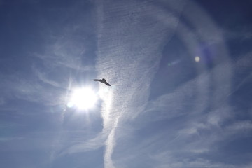 a beautiful gypaetus barbatus in the air on a blue sky