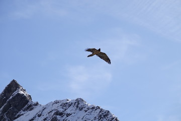 Fototapeta na wymiar a beautiful gypaetus barbatus on the sky with the alps in the backgrund in the national park