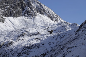 a beautiful gypaetus barbatus on the sky with the alps in the backgrund in the national park