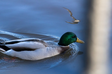 Male mallard duck on pond with reflection