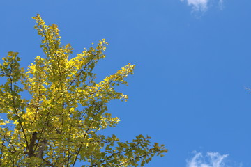 Ginkgo with autumn leaves, Chiba, Japan