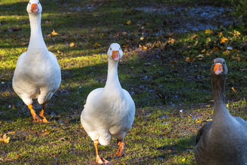 Three geese marching towards camera