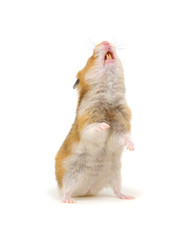 Hamster standing on its hind legs isolated on white