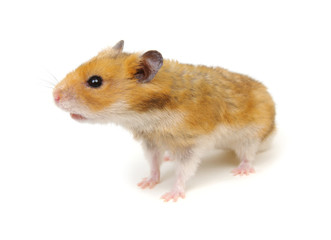 Cute funny syrian hamster on white