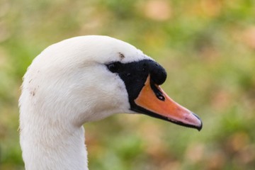 Close up of swan with autumnal background 