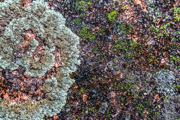 Closeup of algae and moss covered rock in Acadia National Park, Maine