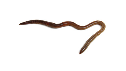 animal earth worm isolated on white