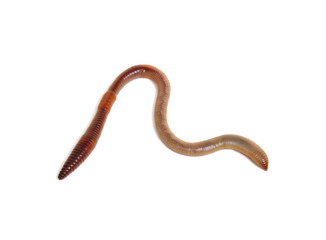animal earth worm isolated on white