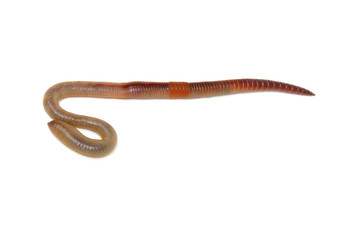 animal earth worm isolated on white