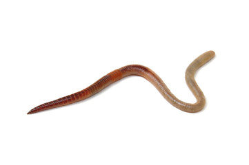 animal earth worm isolated on white