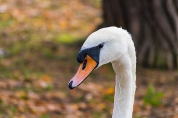 Swan close up, with autumnal background