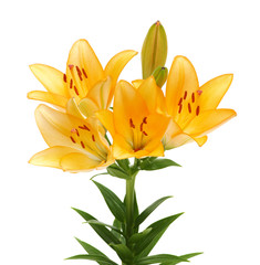  lilies on a white background