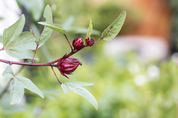 Roselle fruit on tree in the garden. close up photo