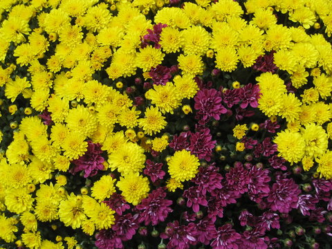 flores amarillas peque&ntilde;as parecidas a diente de le&oacute;n y siemprevivas mezcladas con flores moradas peque&ntilde;as  parecidas a tagetes formando ramos y contraste de color para decoraci&oacute;n de fondo en contraste