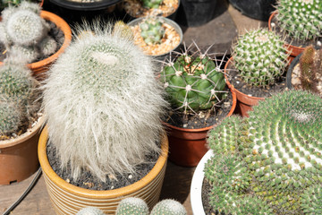 A cactus pot displayed on the wooden background, Top view