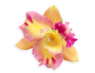 Fototapeta na wymiar Yellow - Pink orchid flower isolated on white background.