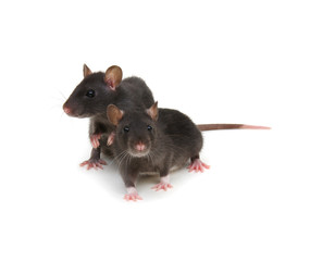 Two rats on white