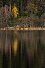 Fototapeta na wymiar Colorful autumn trees and reflections in Loch Chon in Scottish Highlands