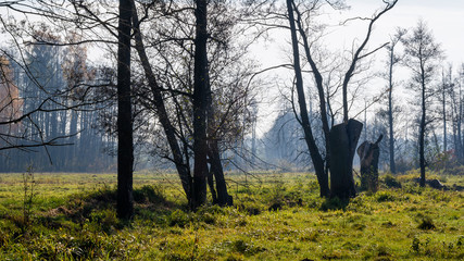 Słoneczny dzień w Dolinie Górnej Narwi, Podlasie, Polska © podlaski49