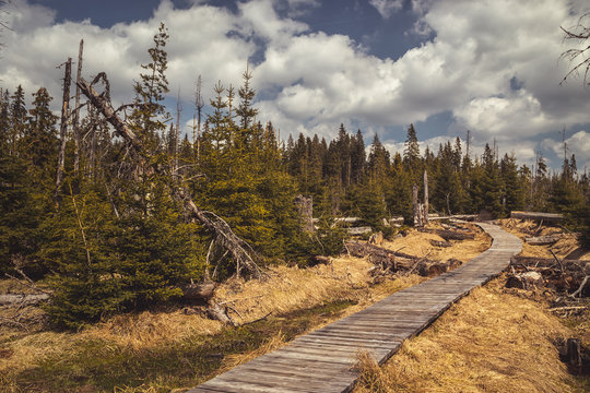 Path (wooden walkway) between trees (spruces) in the background sky with white clouds, Cikanska slat (Gypsy moor) - peat bogs in the Sumava (Bohemian forest) National Park, Czech republic