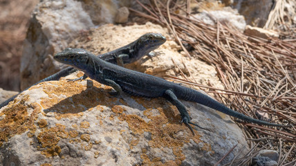 Reptil escamoso del islote de cabrera. lagartijas negras sobre las rocas. reptiles. Podarcis lilfordi
