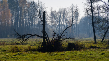 Słoneczny dzień w Dolinie Górnej Narwi, Podlasie, Polska © podlaski49