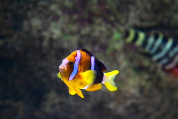 colored fish in a large aquarium