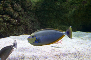 colored fish in a large aquarium