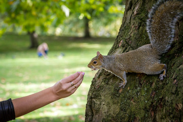 gray squirrel eats walnut from woman's hand.