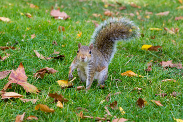 Close-up of a grey squirel in the park