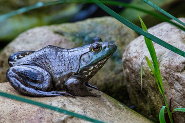 Detiled full body profile  colorful portrait of American Bull  frog  sitting on the racks of garden in the yard in morning light looking to the right.