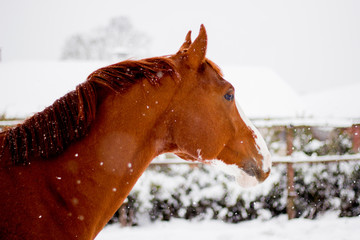 Beautiful chestnut red horse portrait in winter